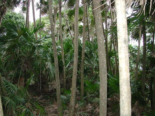 Thrinax radiata