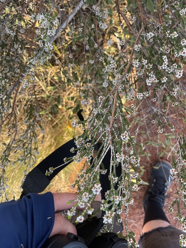 Thryptomene maisonneuvei
