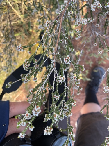 Thryptomene maisonneuvei