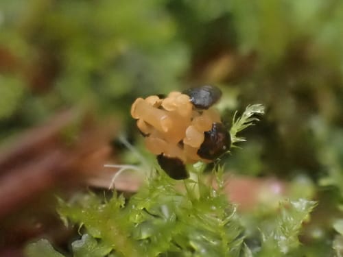 Thuja plicata