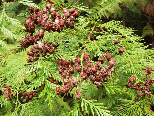 Cedar