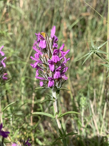 Thymbra spicata