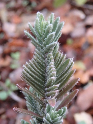 Thymbra spicata