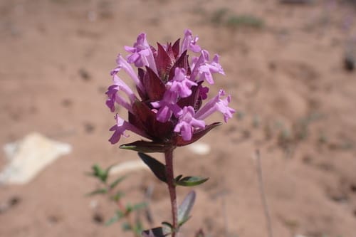 Thymus broussonetii