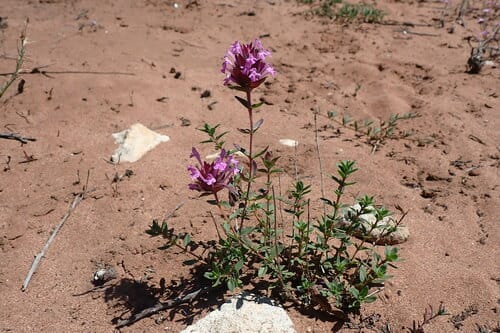 Thymus broussonetii
