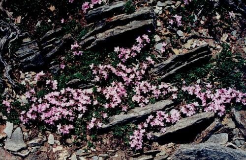 Thymus caespititius