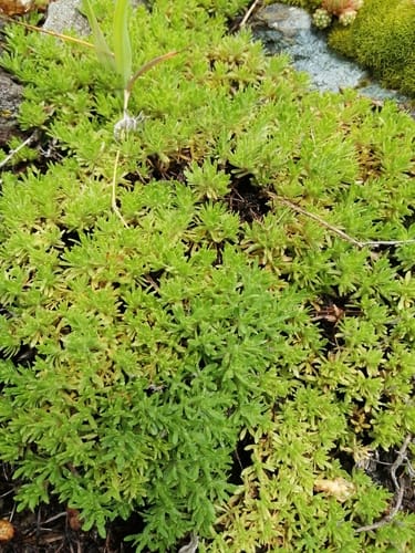 Thymus caespititius