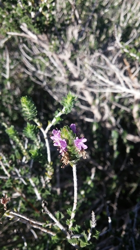 Thymus capitatus
