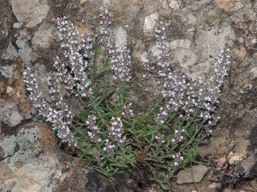 Thymus comptus