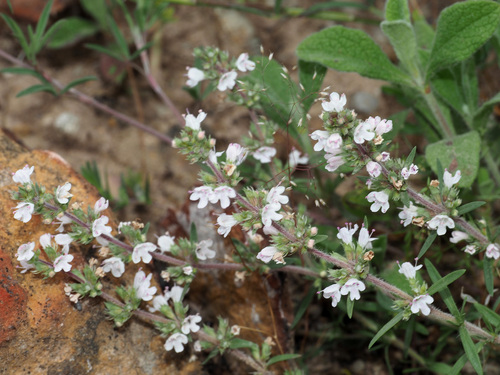 Thymus comptus
