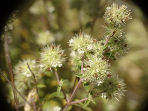 Thymus mastichina