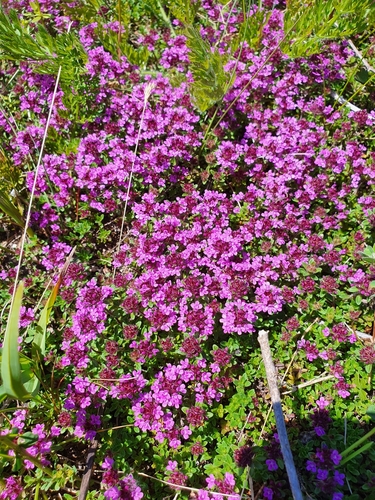 Thymus praecox subsp. caucasicus