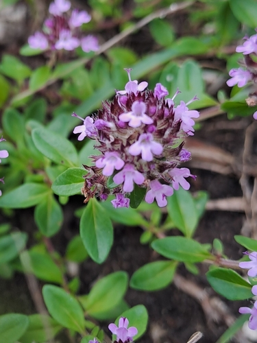 Thymus pulegioides