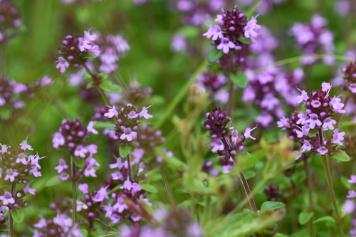 Thymus pulegioides