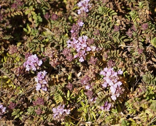 Thymus schimperi