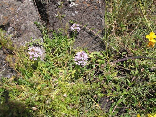 Thymus schimperi