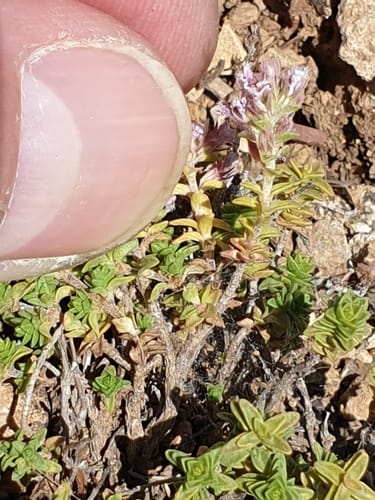 Thymus sipyleus