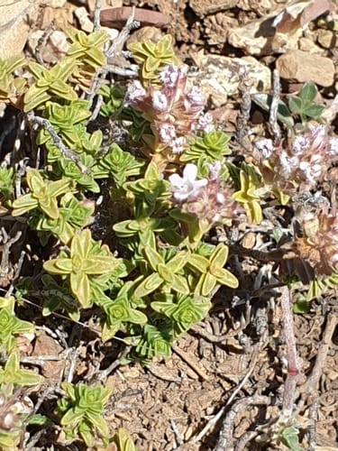 Thymus sipyleus