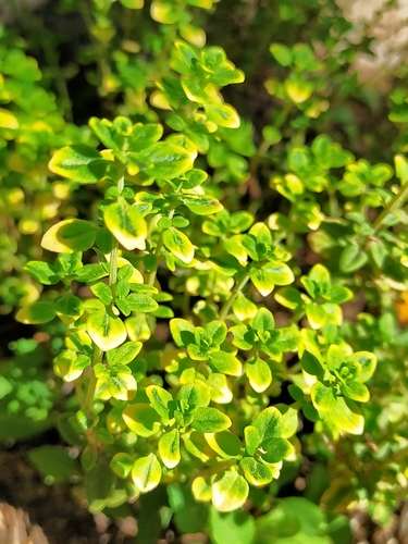 Thymus x citriodorus