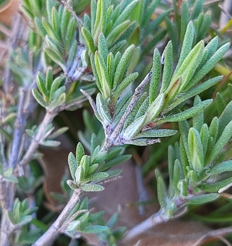 Thymus zygis