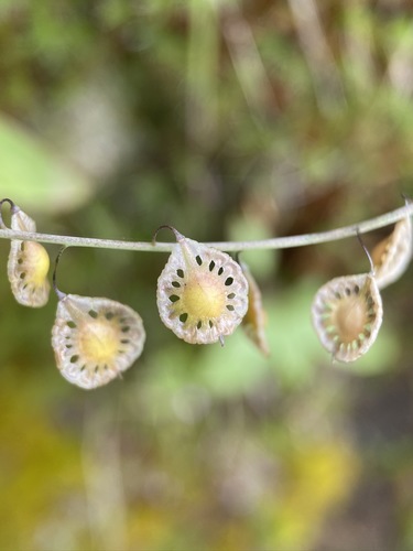 Thysanocarpus elegans