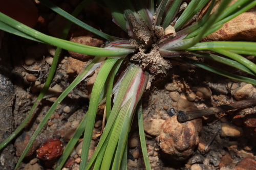 Thysanotus multiflorus