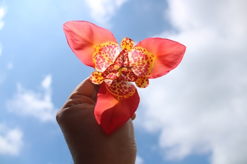 Tigridia pavonia