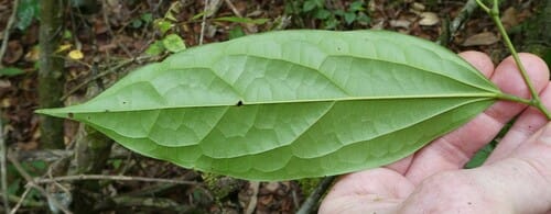 Tiliacora leonensis