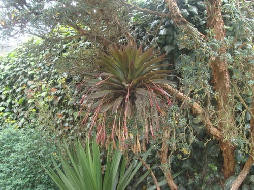 Tillandsia complanata