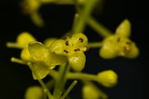 Tinospora glabra