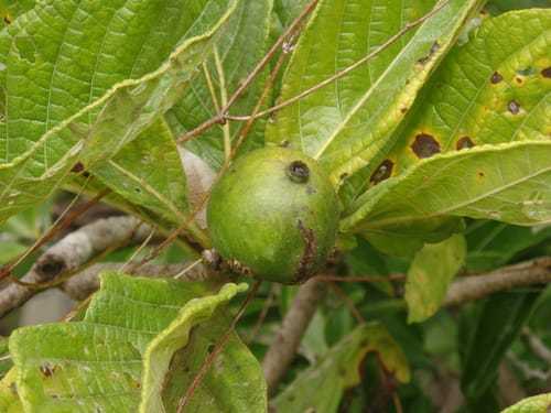 Tocoyena formosa
