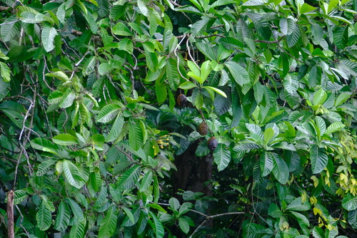 Tocoyena pittieri