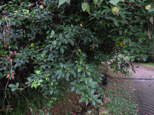 Toddalia asiatica