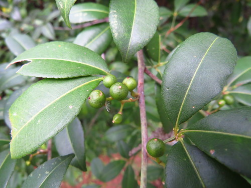 Toddalia asiatica