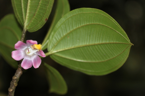 Topobea floribunda