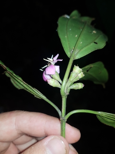 Topobea watsonii