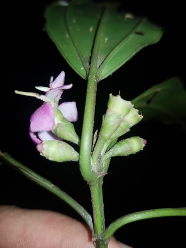 Topobea watsonii