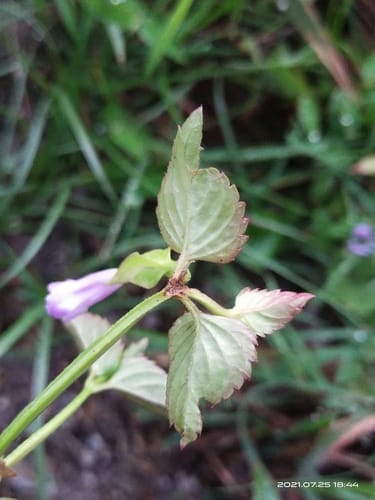 Torenia diffusa