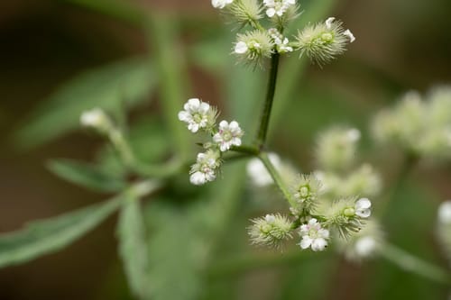 Torilis leptophylla