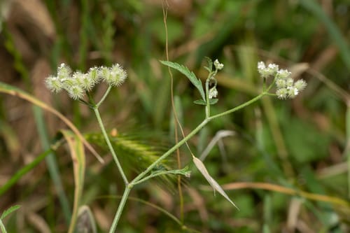Torilis leptophylla