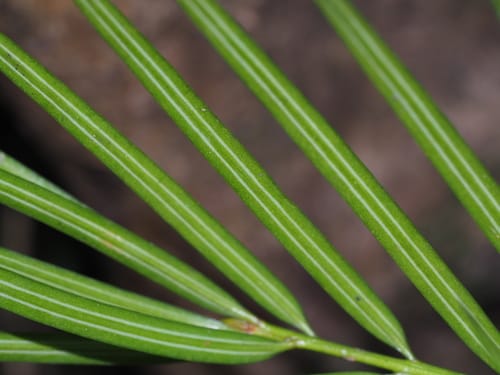 Torreya jackii