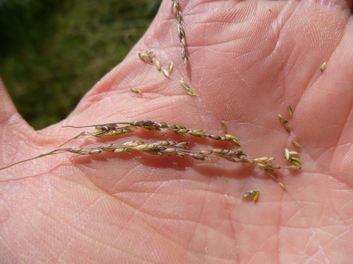 Torreyochloa pauciflora