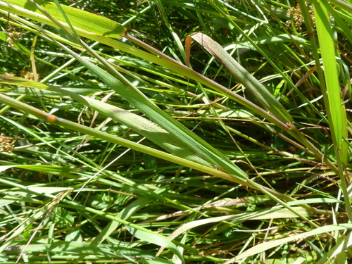 Torreyochloa pauciflora