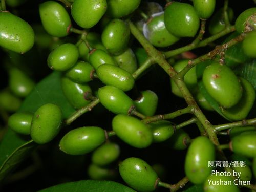 Toxicodendron succedaneum