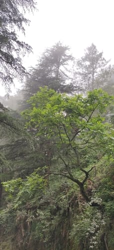 Toxicodendron wallichii