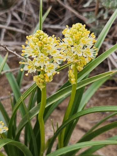 Toxicoscordion paniculatum