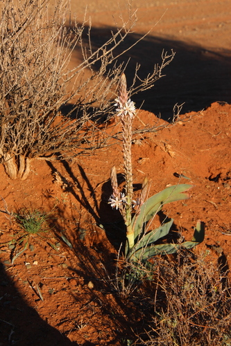 Trachyandra falcata