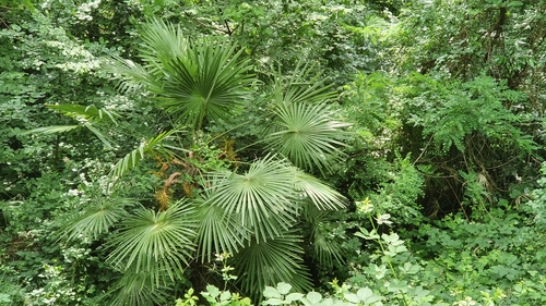 Trachycarpus fortunei