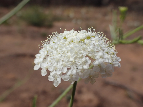 Trachymene anisocarpa