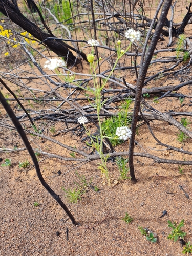 Trachymene anisocarpa
